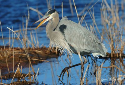  Great Blue Heron  Chincoteague NWR