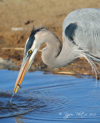 Great Blue Heron  Chincoteague NWR