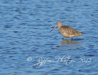 Marbled Godwit Chincoteague NWR