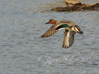 Green Teal  Duck Huntley  Meadows 41