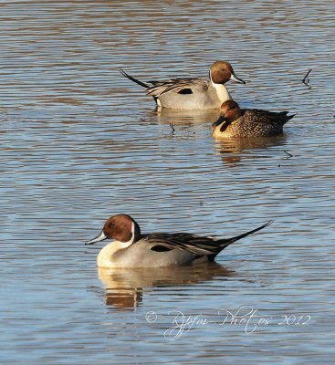 Pintails Duck Huntley Meadows 31