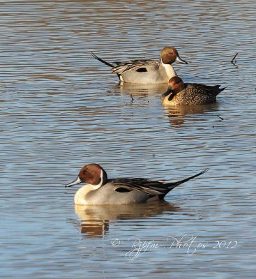 Pintails  Duck Huntley  Meadows 31