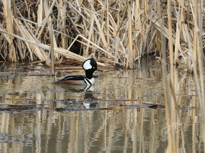 708  Hooded Merganzer  Huntley  Meadows SP 2012.jpg