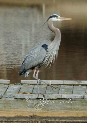 Great Blue Heron  Accotink  Va