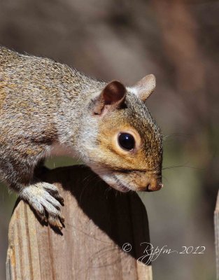 Eastern Gray Squirrel Wellington Cms  Va
