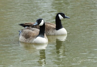 Canada Geese  Accotink  Va