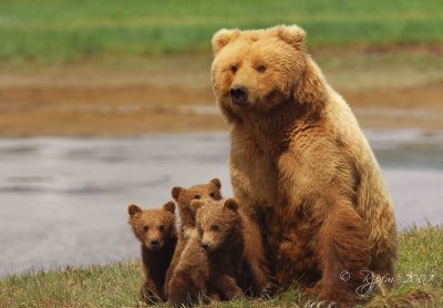  Brown Bear Mother  Cubs Katmai National Park Alaska 2007