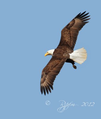 Bald  Eagle  Mason Neck SP, Va