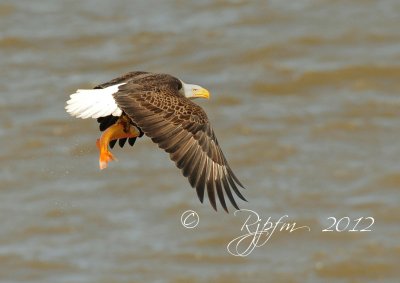 Bald  Eagle  Mason Neck SP , Va