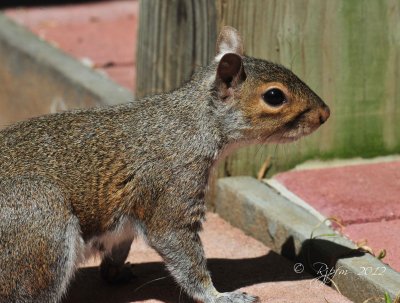  Eastern Gray Squirrel Wellington Coms
