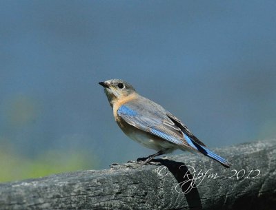  Eastern Bluebird Mason Neck SP, Va