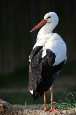 White Stork  Washington DC National Zoo 2012