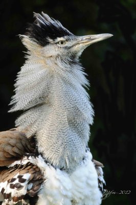 Kori Bustard Washington DC National Zoo 2012