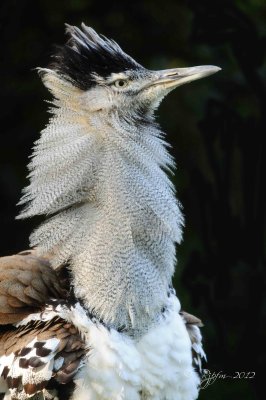 Kori Bustard  Washington DC National Zoo 2012