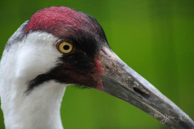 Wooping Crane  Washington DC National Zoo 2012