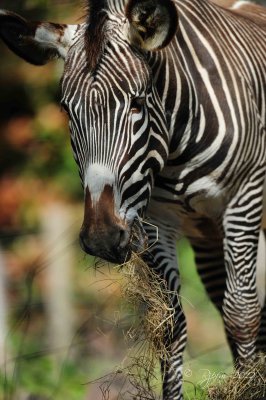  Zebra  Washington DC National Zoo 2012