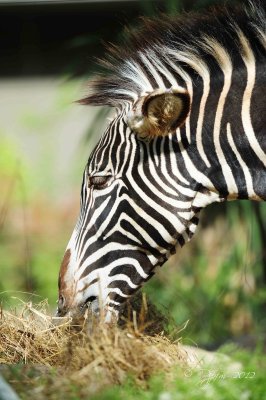 Zebra  Washington DC National Zoo 2012