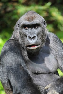 Gorilla Washington DC National Zoo 2012.