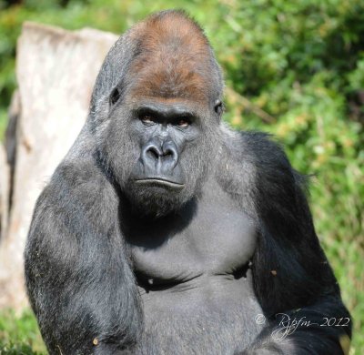 Gorilla Washington DC National Zoo 2012.