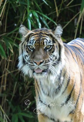 Sumatra  Tiger  Washington DCNational  Zoo