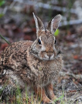 Cottontail  Rabitt  Blackwater NWR, Md