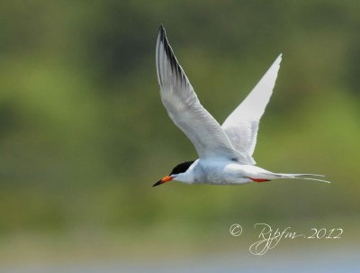 Common Tern  Chincoteague NWR , Va