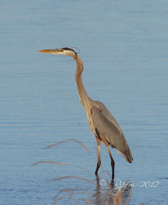 Great Blue Heron Blackwater , Md