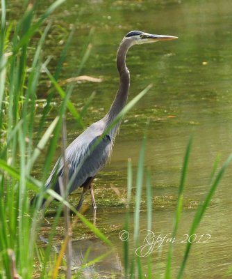 Great Blue Heron  Meadowslark Garden, Va