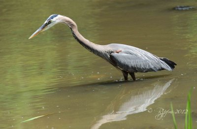 Great Blue Heron  Meadowslark Garden, Va