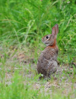 Cottontail Rabitt Occoquan NWR, Va