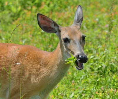 White-tailed Deer Big Meadows, Va