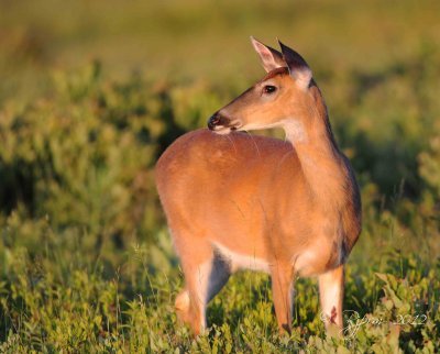 White-tailed Deer  Big Meadows , Va