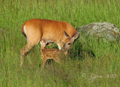 White-tailed  Deer Big Meadows, Va