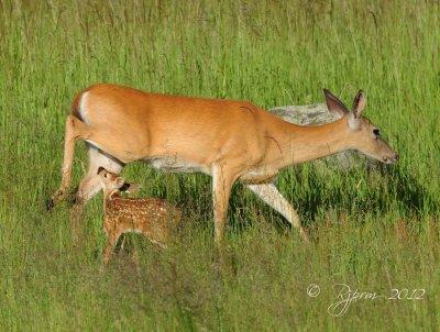 White-tailed Deer  Big Meadows, Va