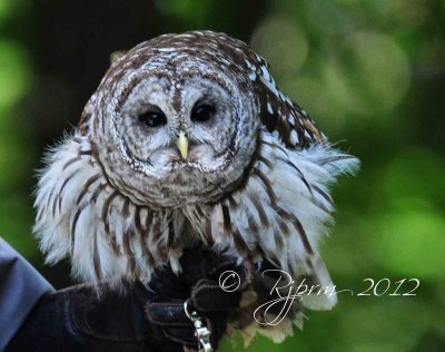 Barred Owl Big Meadows , Va