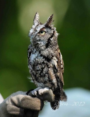 Eastern Screech Owl Big Meadows , Va
