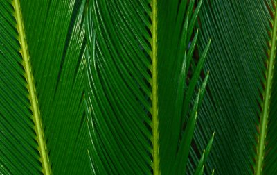 Southern California Foliage