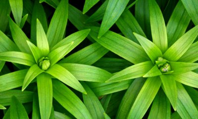 Green Pop