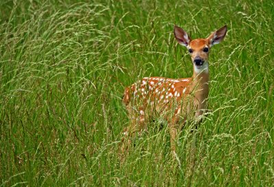 June Fawn