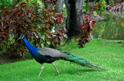 Beautiful Bird