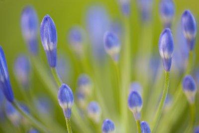 Floating Purple