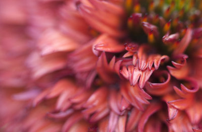 Red Abstract