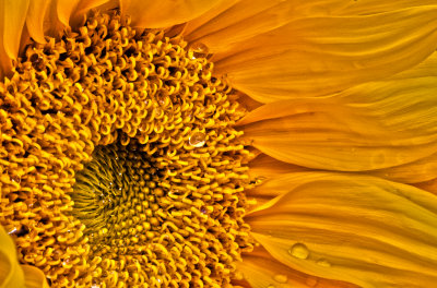 Wet Sunflower
