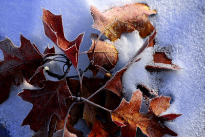 Frosted Leaves on Frozen Lake