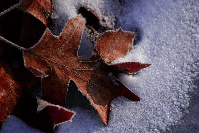 Frosted Leaves on Frozen Lake 2