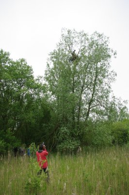 K20D9641.jpg Het nest is groot genoeg om Peter te dragen