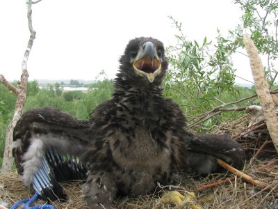 foto: Peter de Boer SOVON Vogelonderzoek Nederland.jpg