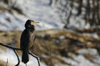 aalscholver, AWD 2012.jpg