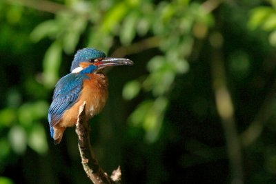 ijsvogel met vis.jpg