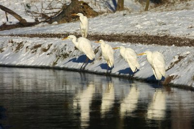Vogelfoto's